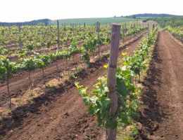 roszkos sz&oacute;l&oacute;birtokx433