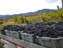 szuret pinot noir 2020
