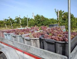 szuret tramini pinotgris 2020